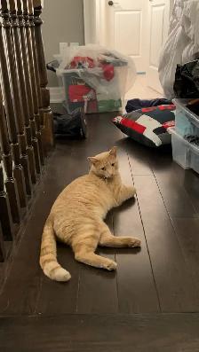 Male Orange cat looking for a forever home