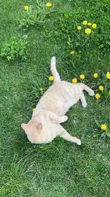 Male Orange cat looking for a forever home - Photo 2
