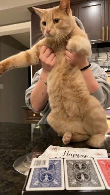 Male Orange cat looking for a forever home - Photo 3