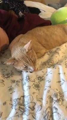 Male Orange cat looking for a forever home - Photo 4