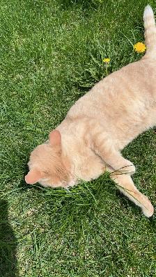 Male Orange cat looking for a forever home - Photo 5