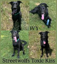 Wellbred German Shepherd