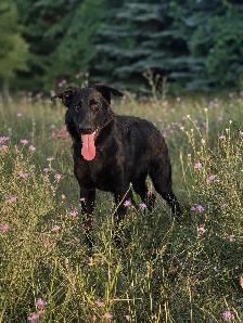 Wellbred German Shepherd - Photo 2