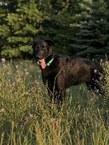 Wellbred German Shepherd - Photo 3