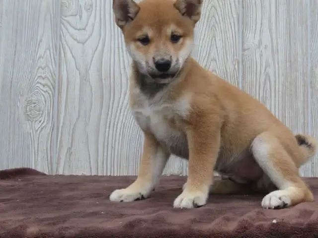 Shiba Inu puppies