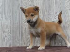 Shiba Inu puppies - Photo 2