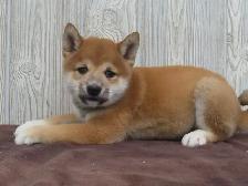 Shiba Inu puppies - Photo 3