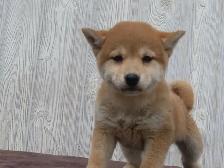 Shiba Inu puppies - Photo 4