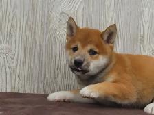 Shiba Inu puppies - Photo 5