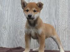 Shiba Inu puppies - Photo 6