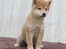 Shiba Inu puppies - Photo 8