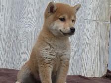 Shiba Inu puppies - Photo 9