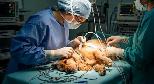 TIME SENSITIVE: Veterinary Group Input Required (DVM & RVT)