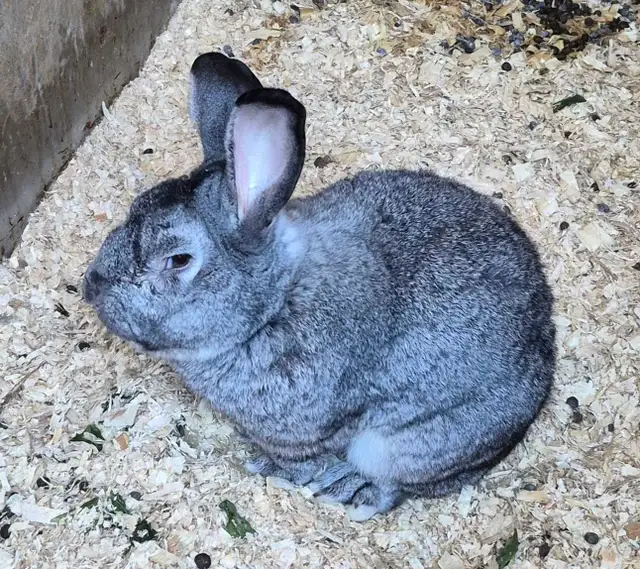 GIANT FLEMMISH RABBITS