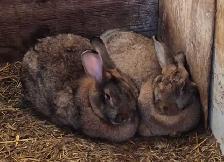 GIANT FLEMMISH RABBITS - Photo 2