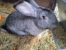 GIANT FLEMMISH RABBITS - Photo 3