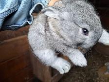 GIANT FLEMMISH RABBITS - Photo 4