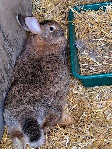GIANT FLEMMISH RABBITS - Photo 5