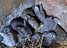 GIANT FLEMMISH RABBITS - Photo 6