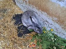 GIANT FLEMMISH RABBITS - Photo 7