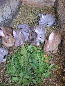 GIANT FLEMMISH RABBITS - Photo 8