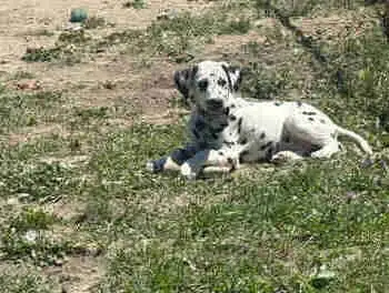 purebred dalmations