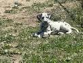 purebred dalmations