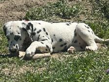 purebred dalmations - Photo 2