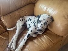 purebred dalmations - Photo 3