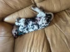 purebred dalmations - Photo 4