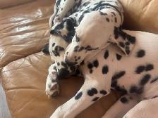 purebred dalmations - Photo 5
