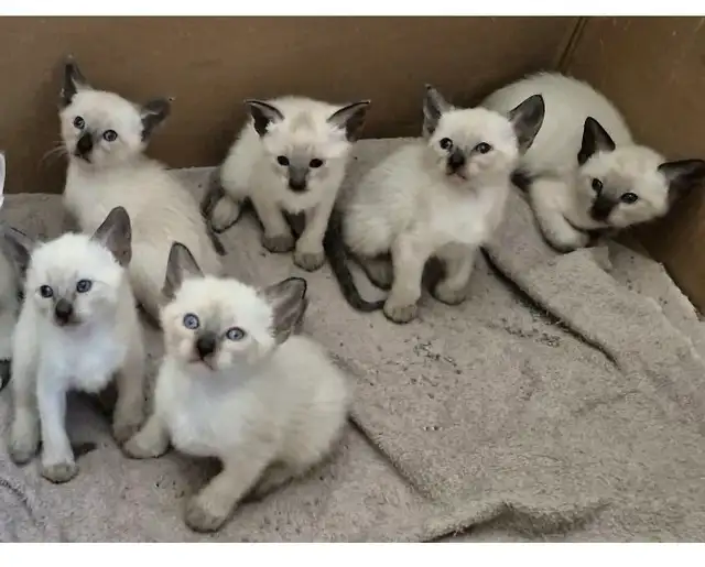 Siamese kittens