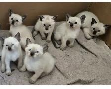 Siamese kittens