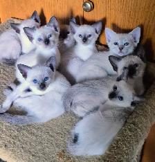 Siamese kittens - Photo 2