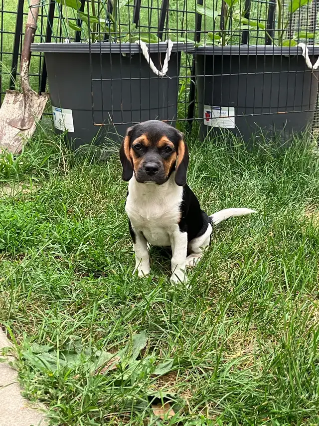 Female Puggle Puppy