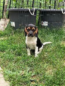 Female Puggle Puppy