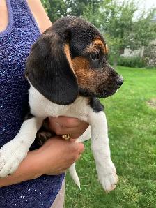 Female Puggle Puppy - Photo 2
