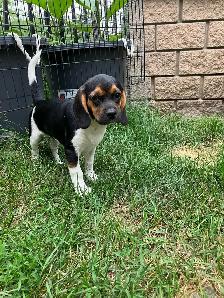 Female Puggle Puppy - Photo 4