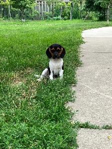 Female Puggle Puppy - Photo 5