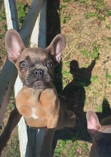 bouldogue français