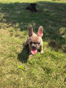 bouldogue français - Photo 3