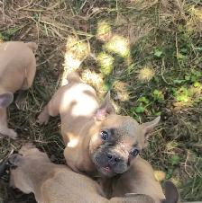 bouldogue français - Photo 4