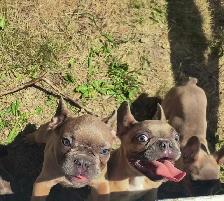 bouldogue français - Photo 5