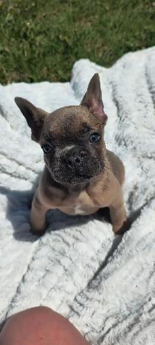 bouldogue français - Photo 6