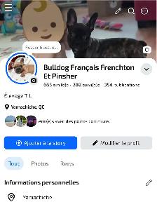 bouldogue français - Photo 9