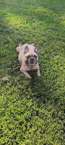 bouldogue français - Photo 10