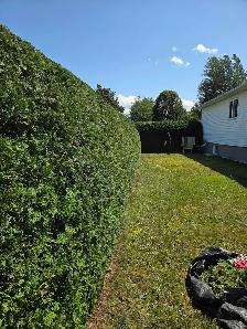 Taillage de haie - Photo 7