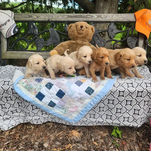 Golden Retriever Puppies Ready to go!