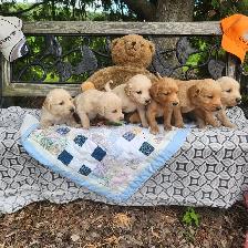 Golden Retriever Puppies Ready to go!