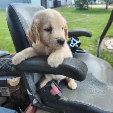 Golden Retriever Puppies Ready to go! - Photo 2